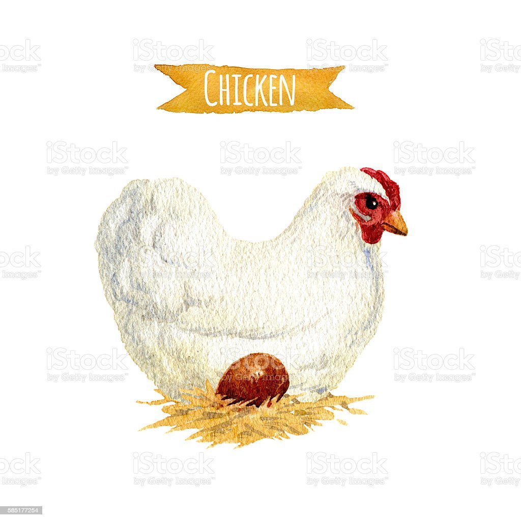 Белая курица ЗТП