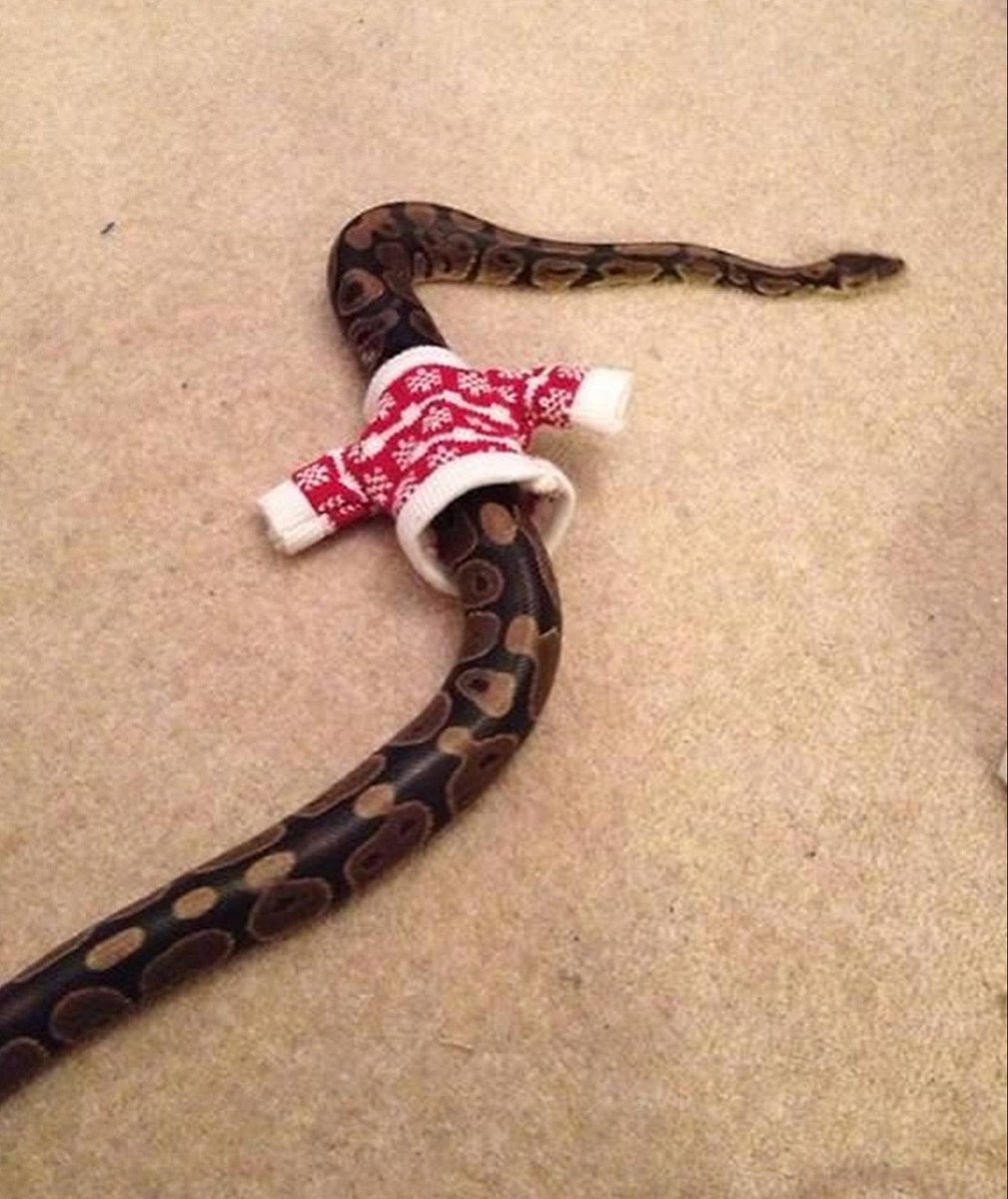 Свитер для змеи