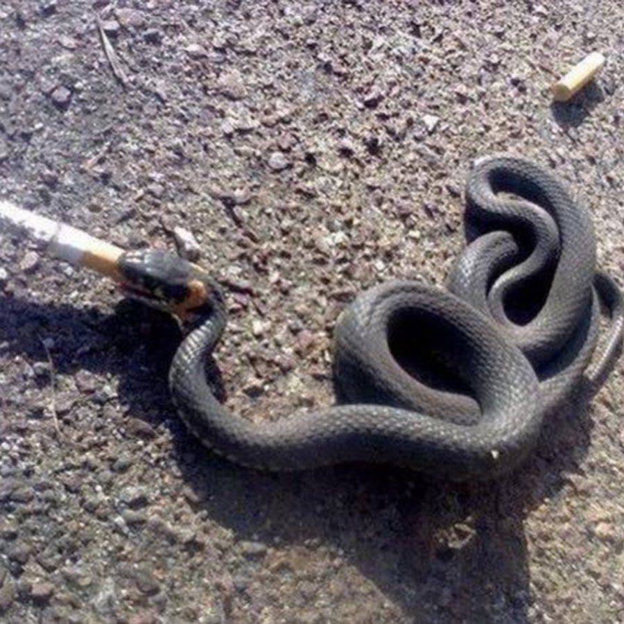 Накуренная змея