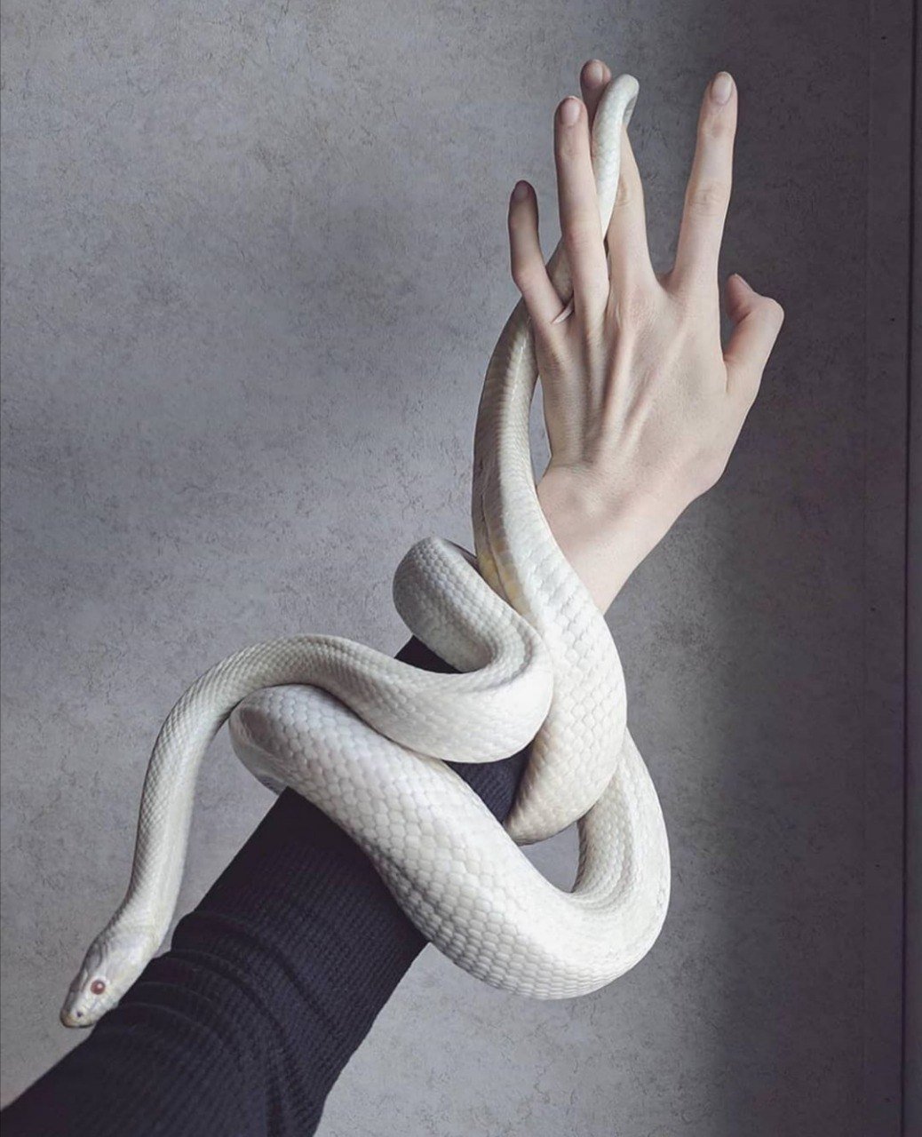 Змеи Эстетика