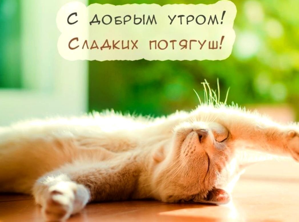 Котенок подтягивается