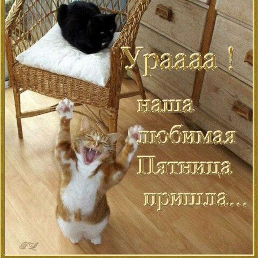 Хороших выходных котики