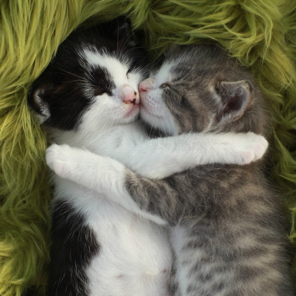 Котейки обнимаются