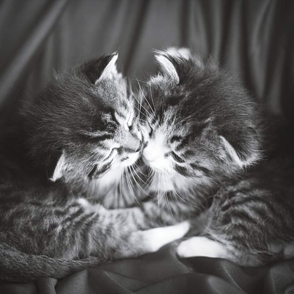 Кошки обнимашки