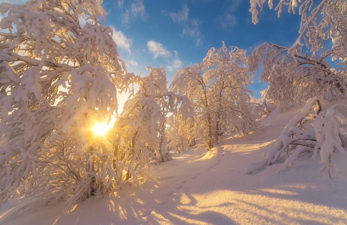 Зимний лес солнце