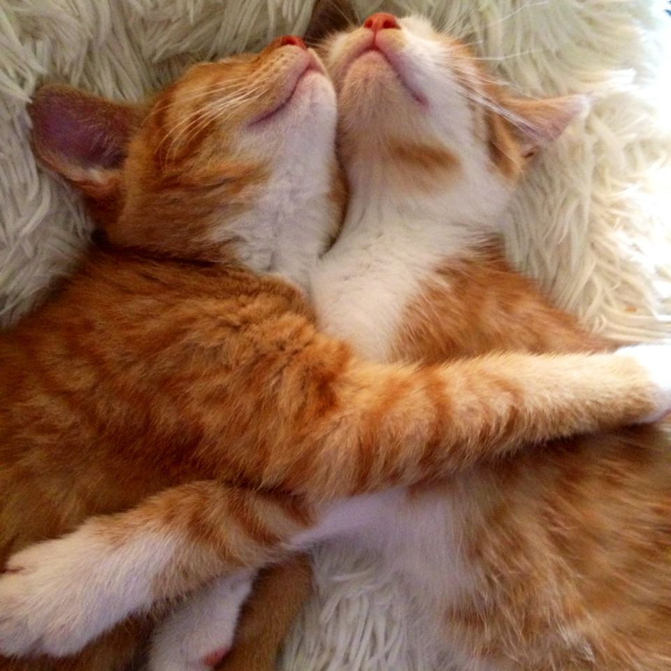 Кошки обнимашки