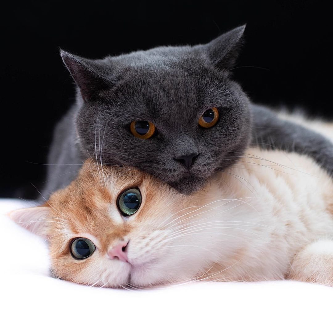 Кот поцелуй