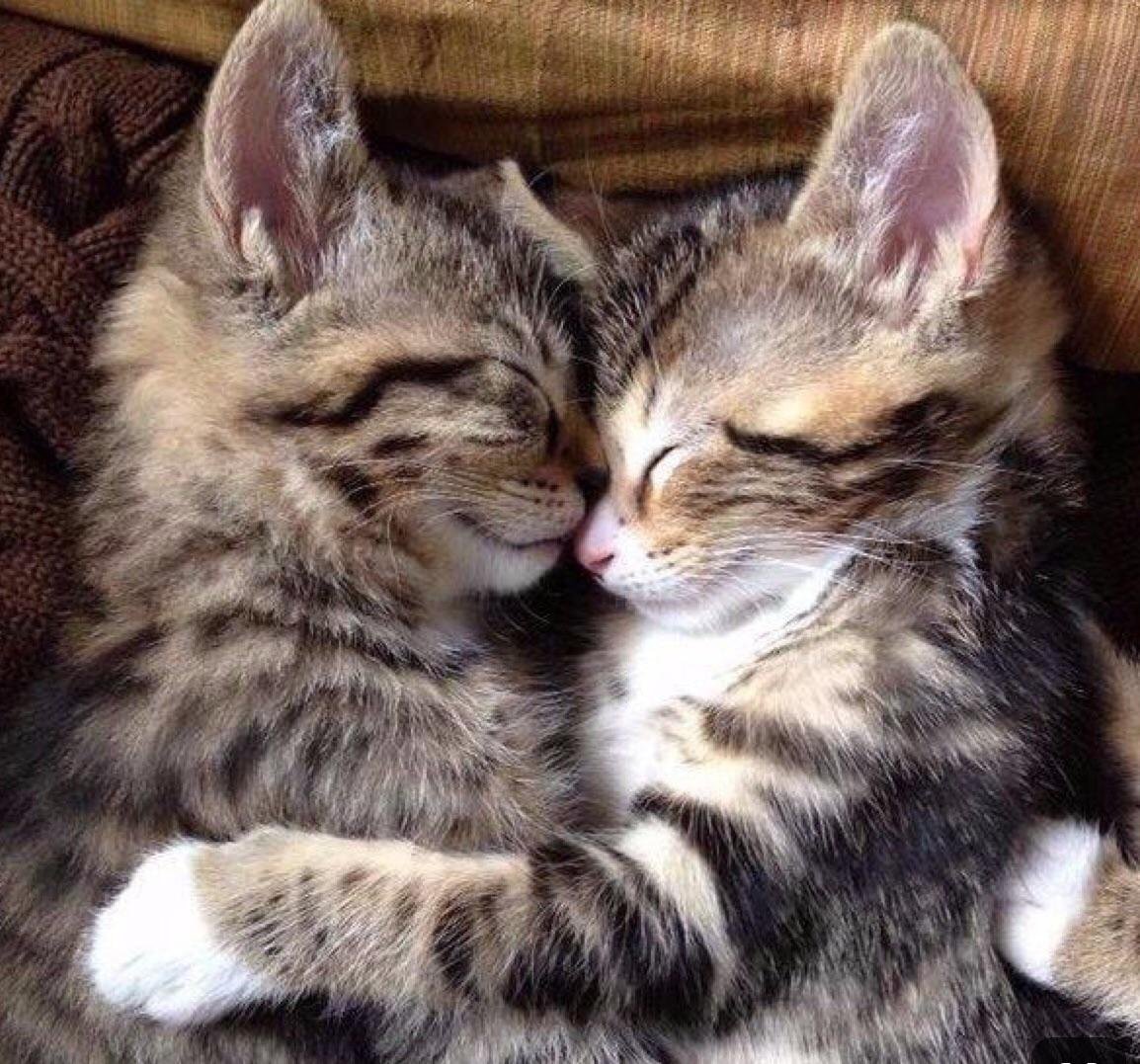 Милые спящие животные