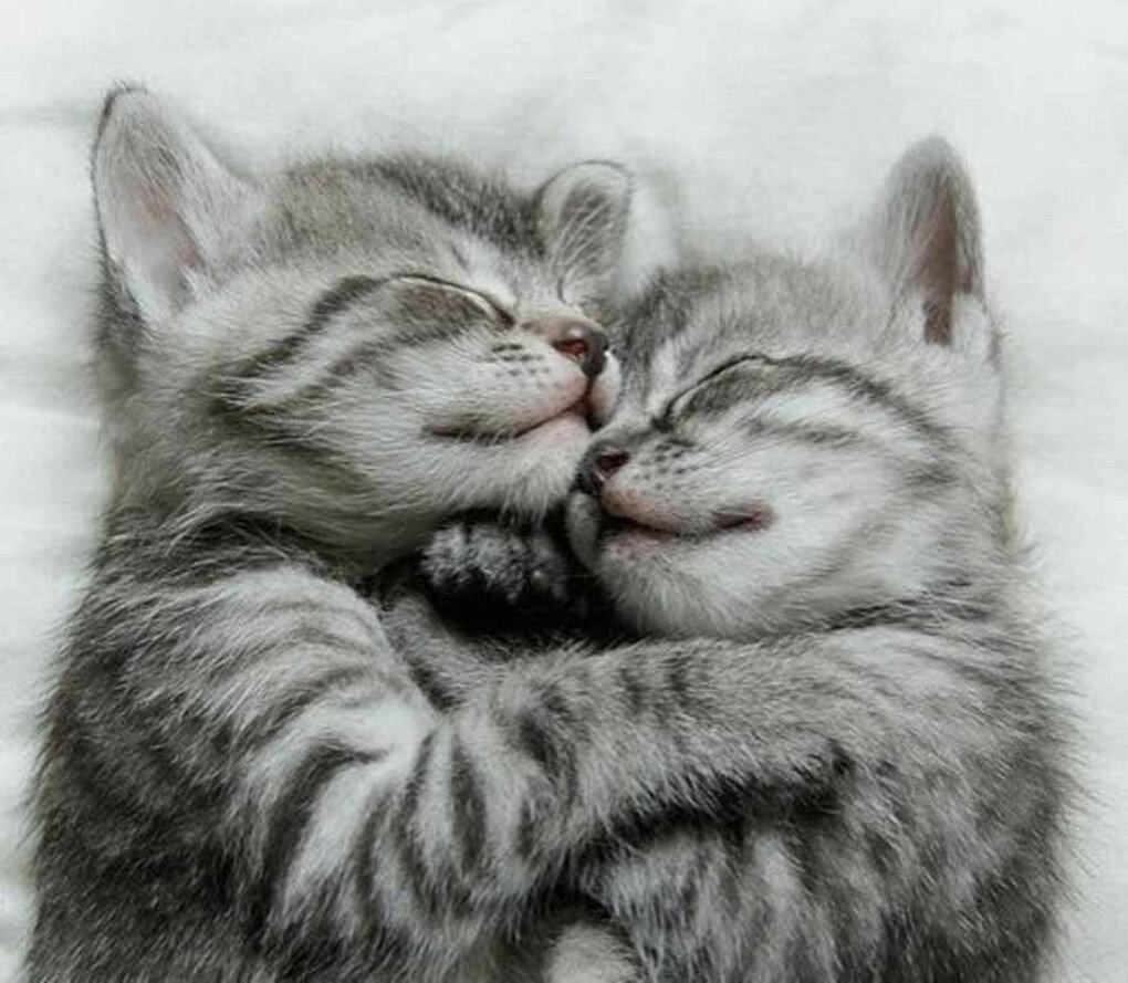 Котики обнимаются