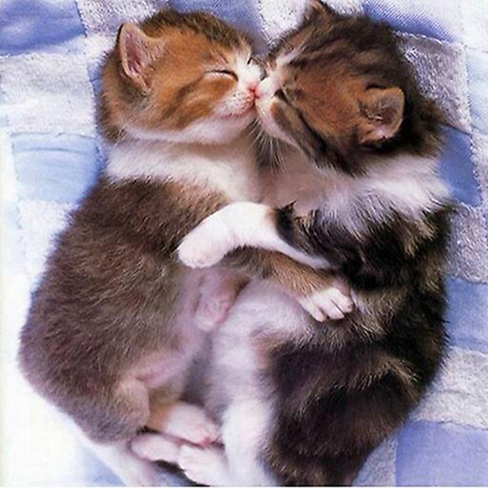 Кошки в обнимку