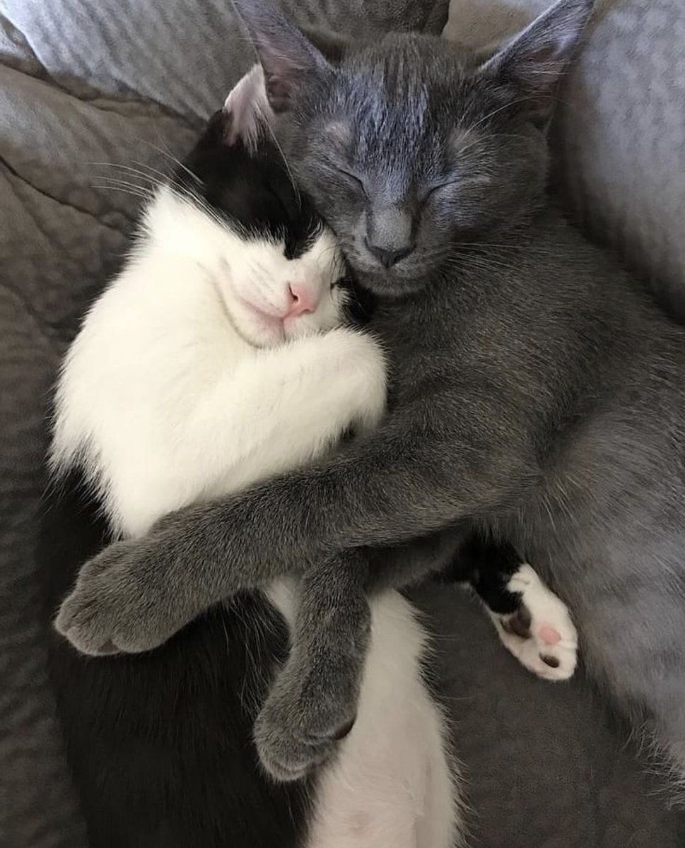 Котики обнимаются