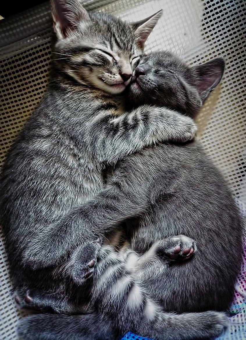 Влюбленные котики