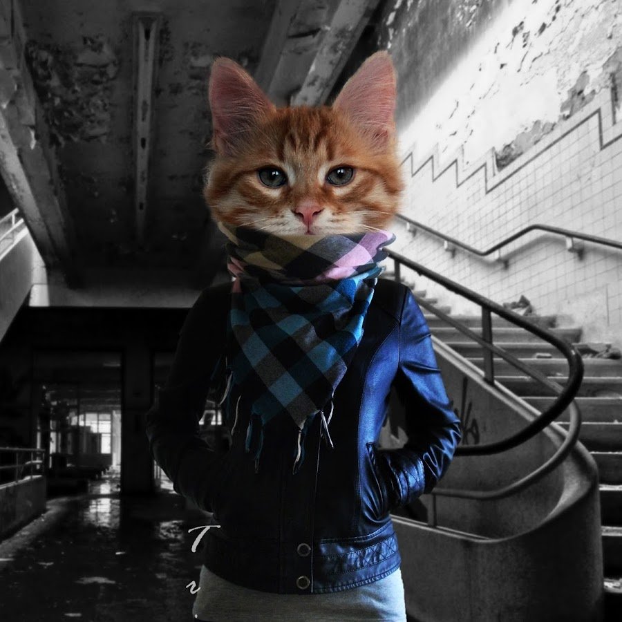 Кошка с очками