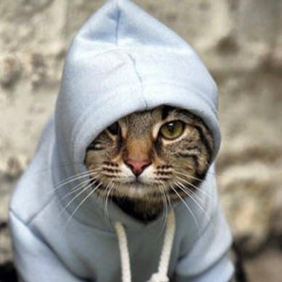 Кот в капюшоне