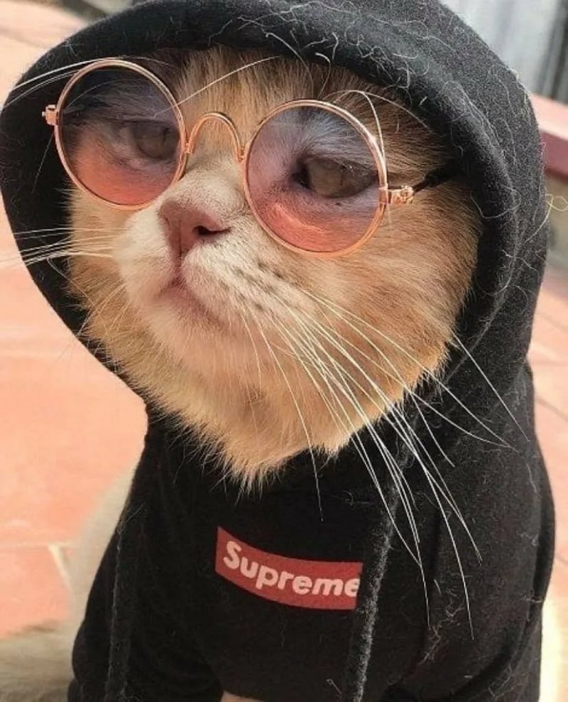 Крутые котята