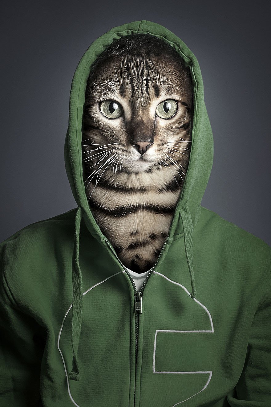 Крутой кот на аву