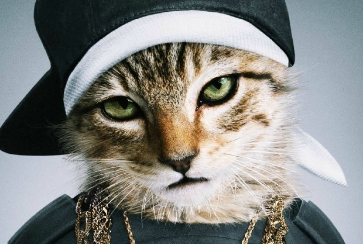 Котики хулиганы зимой