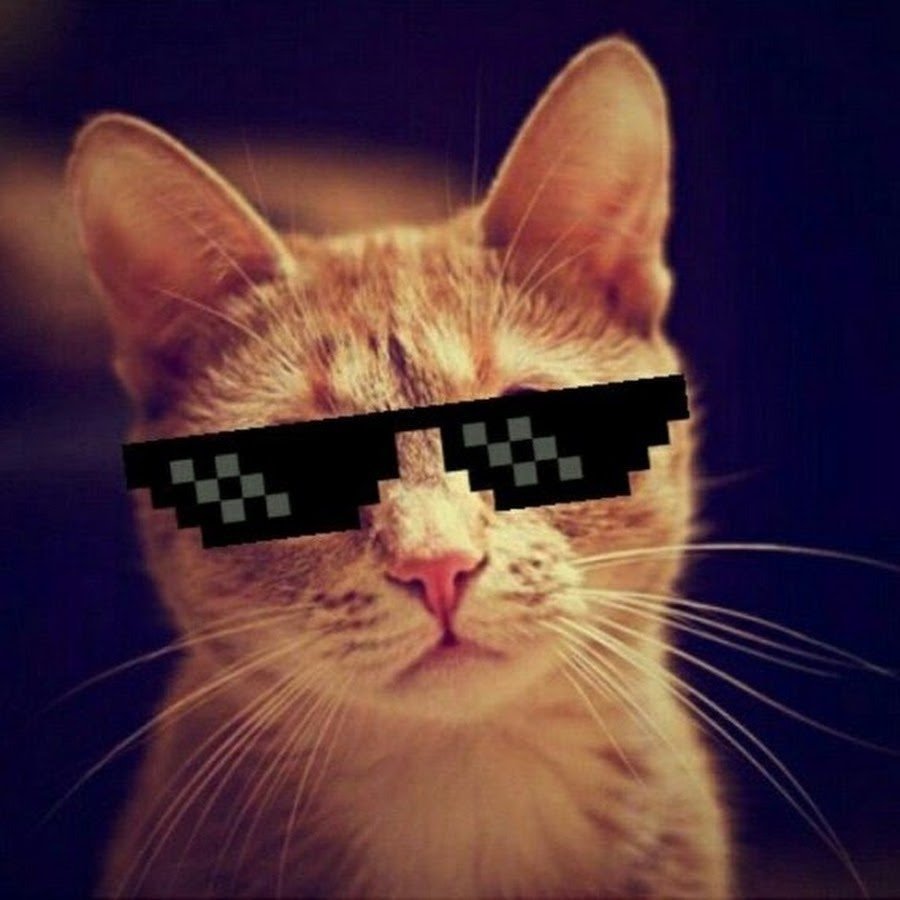 Кот в очках