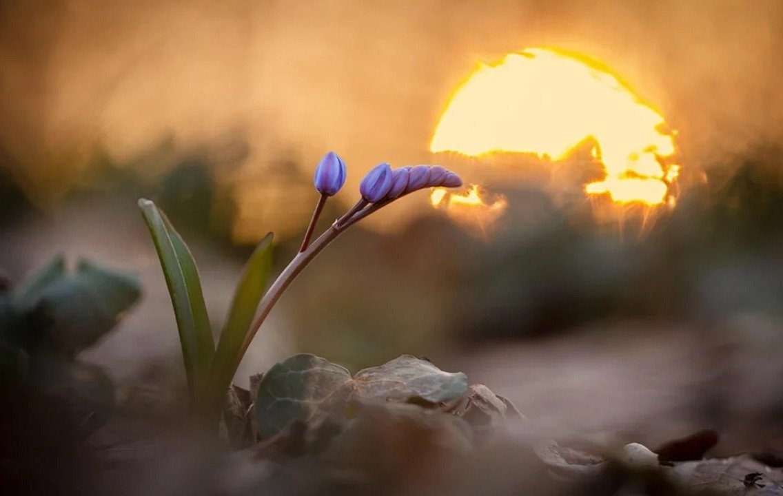 Рассвет ранней весной