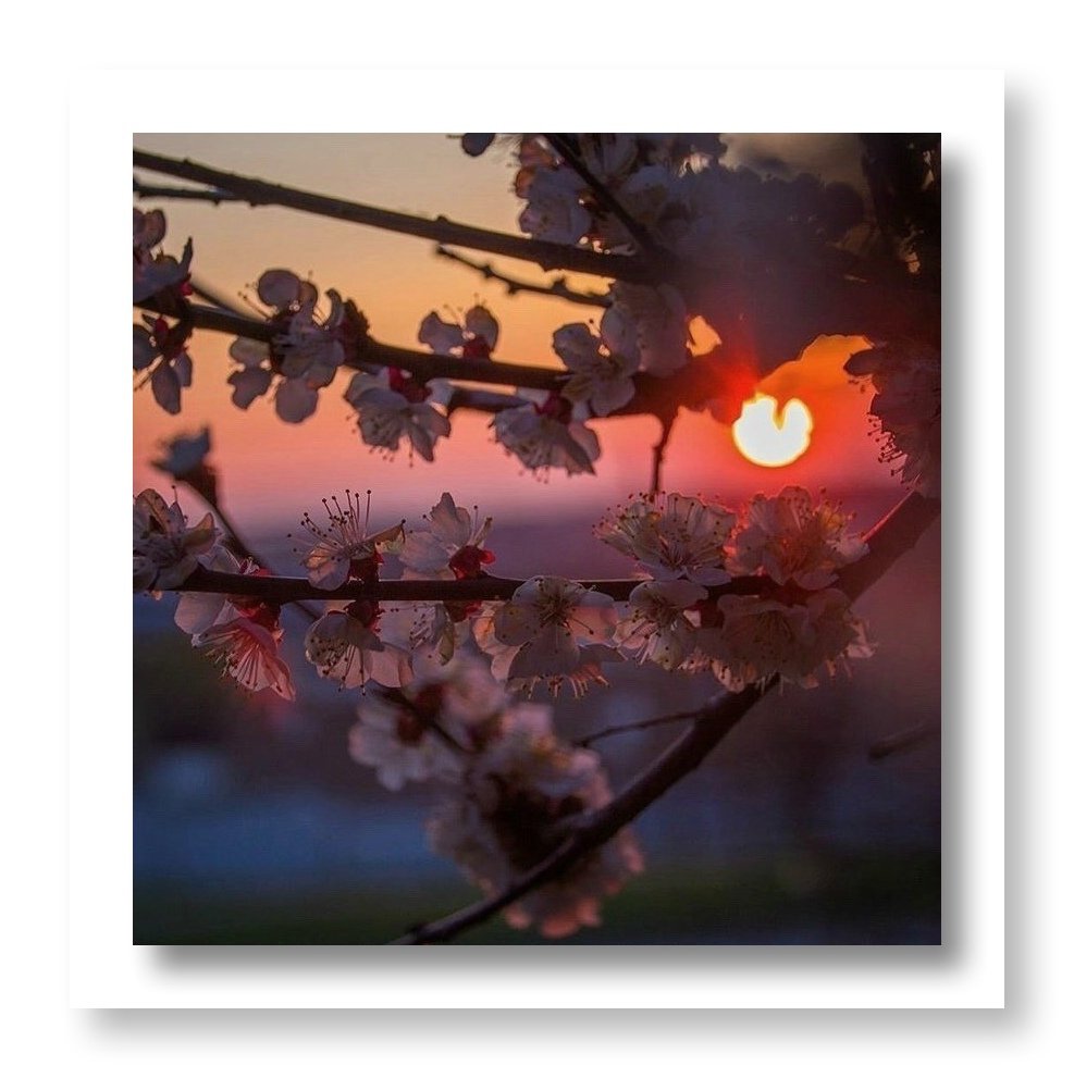 Сакура на закате