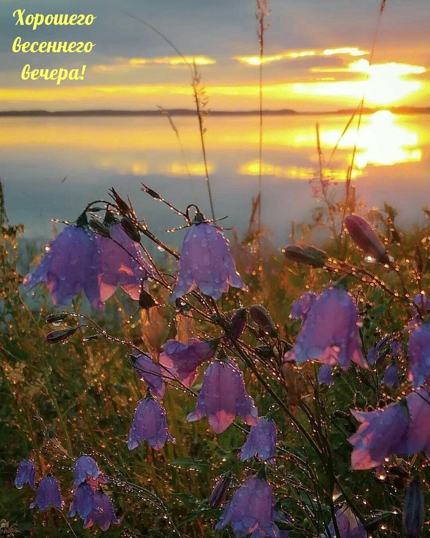 Колокольчик в природе