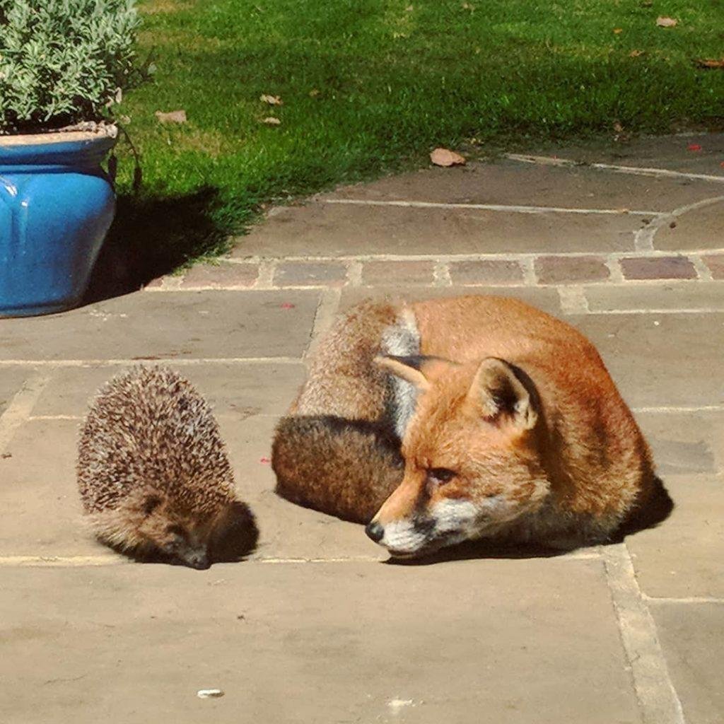 Исайя Берлин еж и лиса