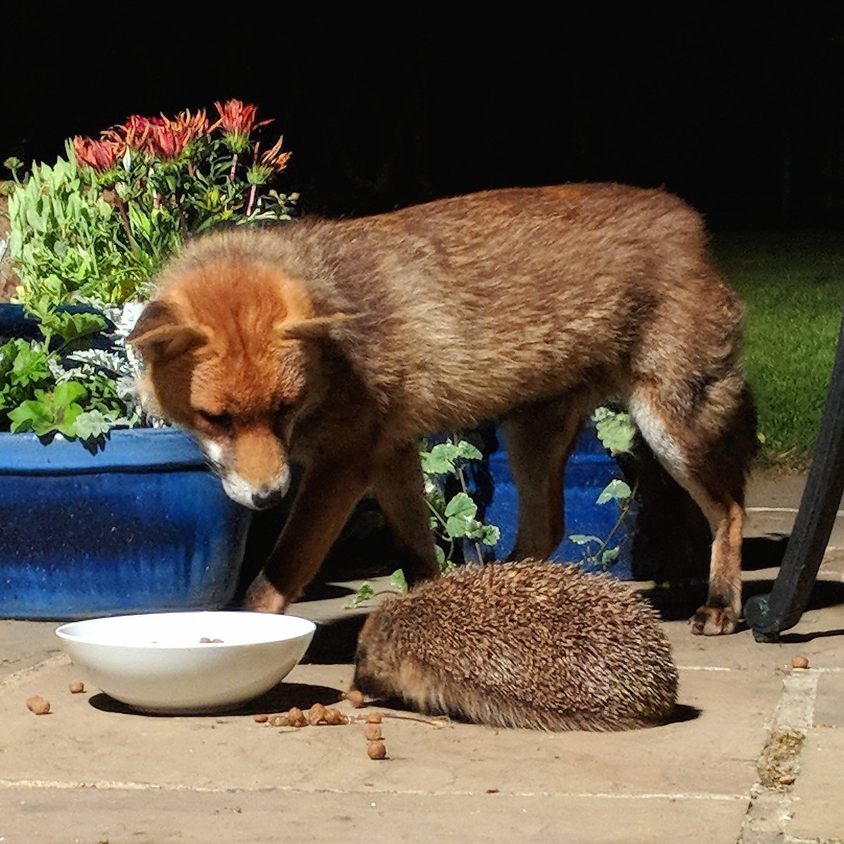 Ежик и Лисенок