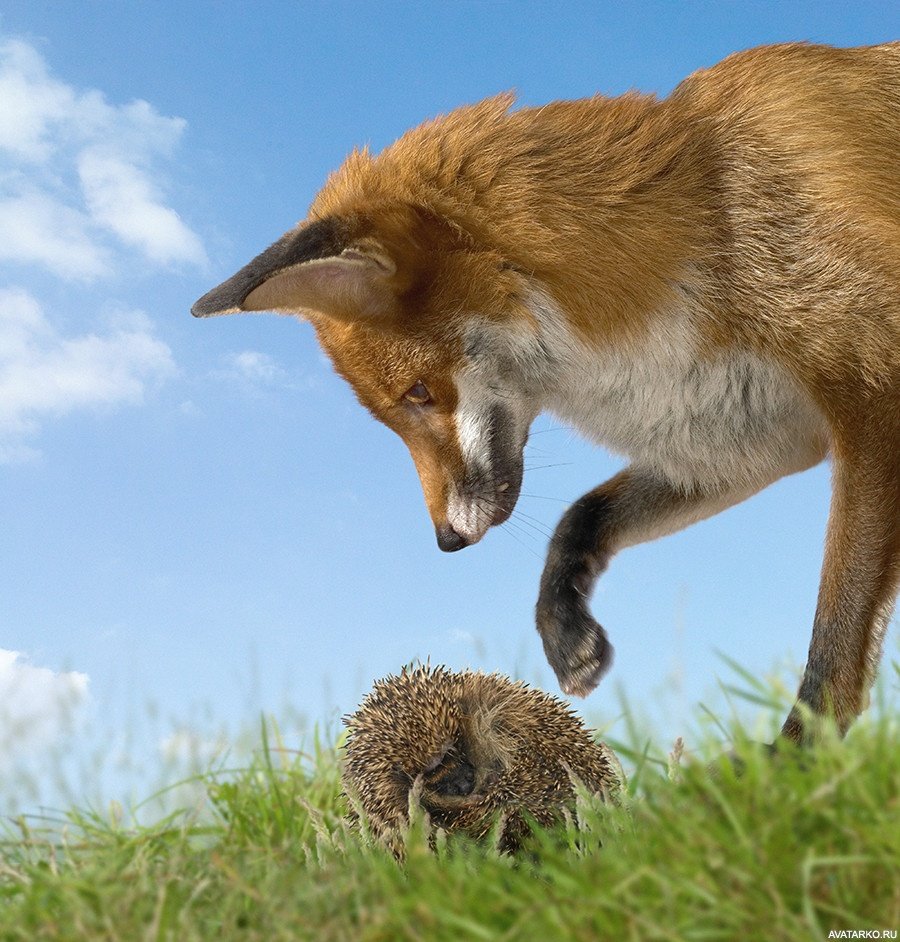 Ежик и лиса