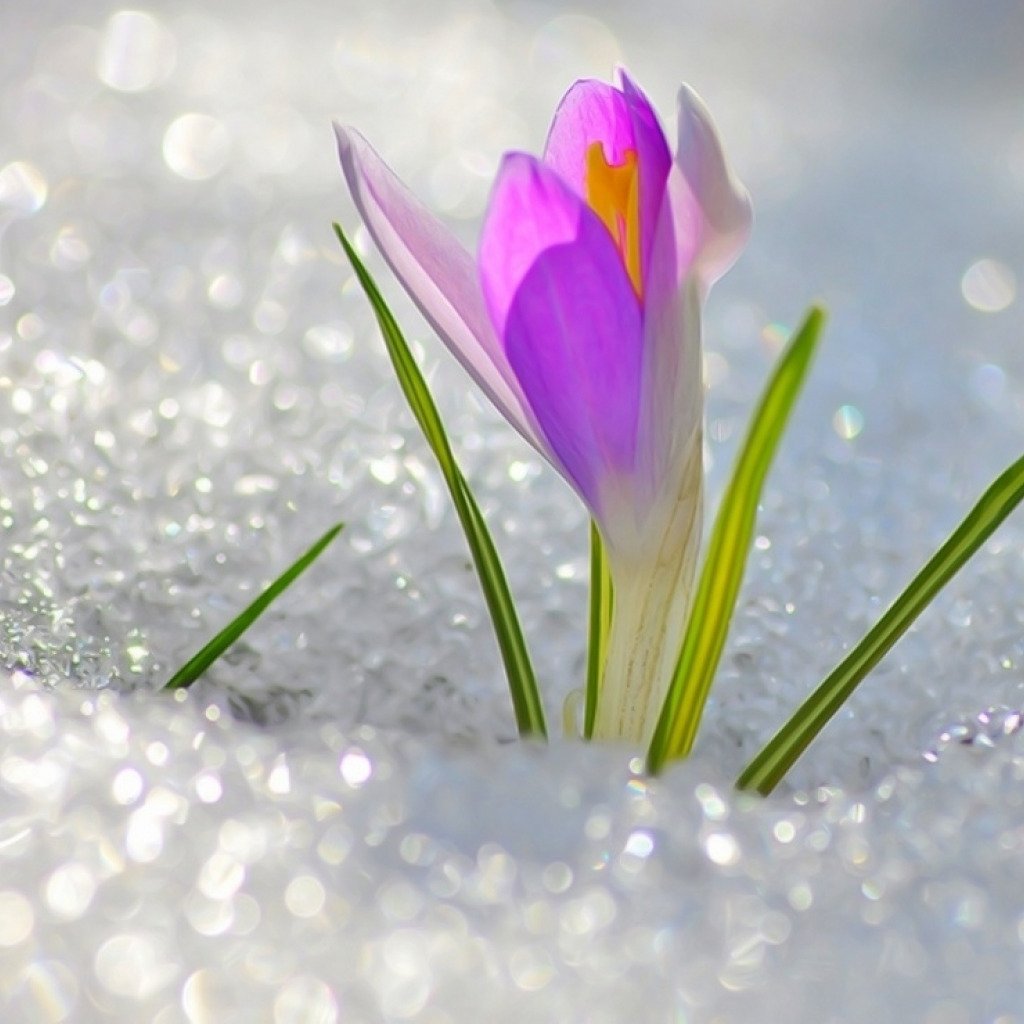 Скоро Весна