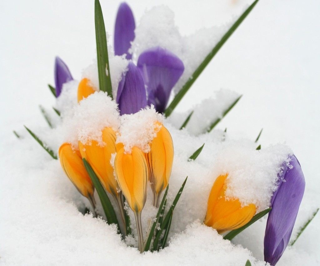 Снег в Вене