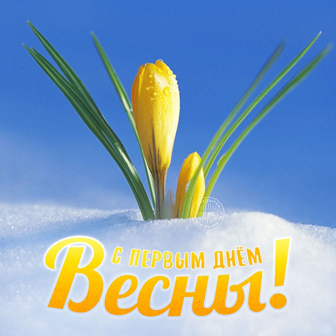 Весенний цвет