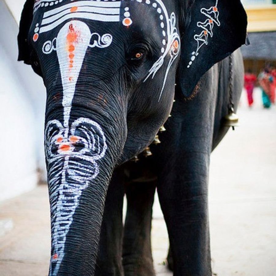 Индийский слон