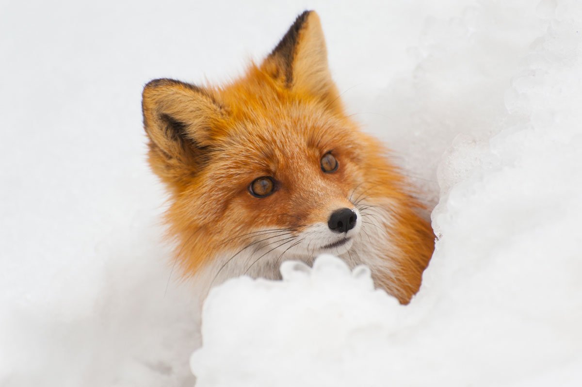 Лиса выглядывает из Норы