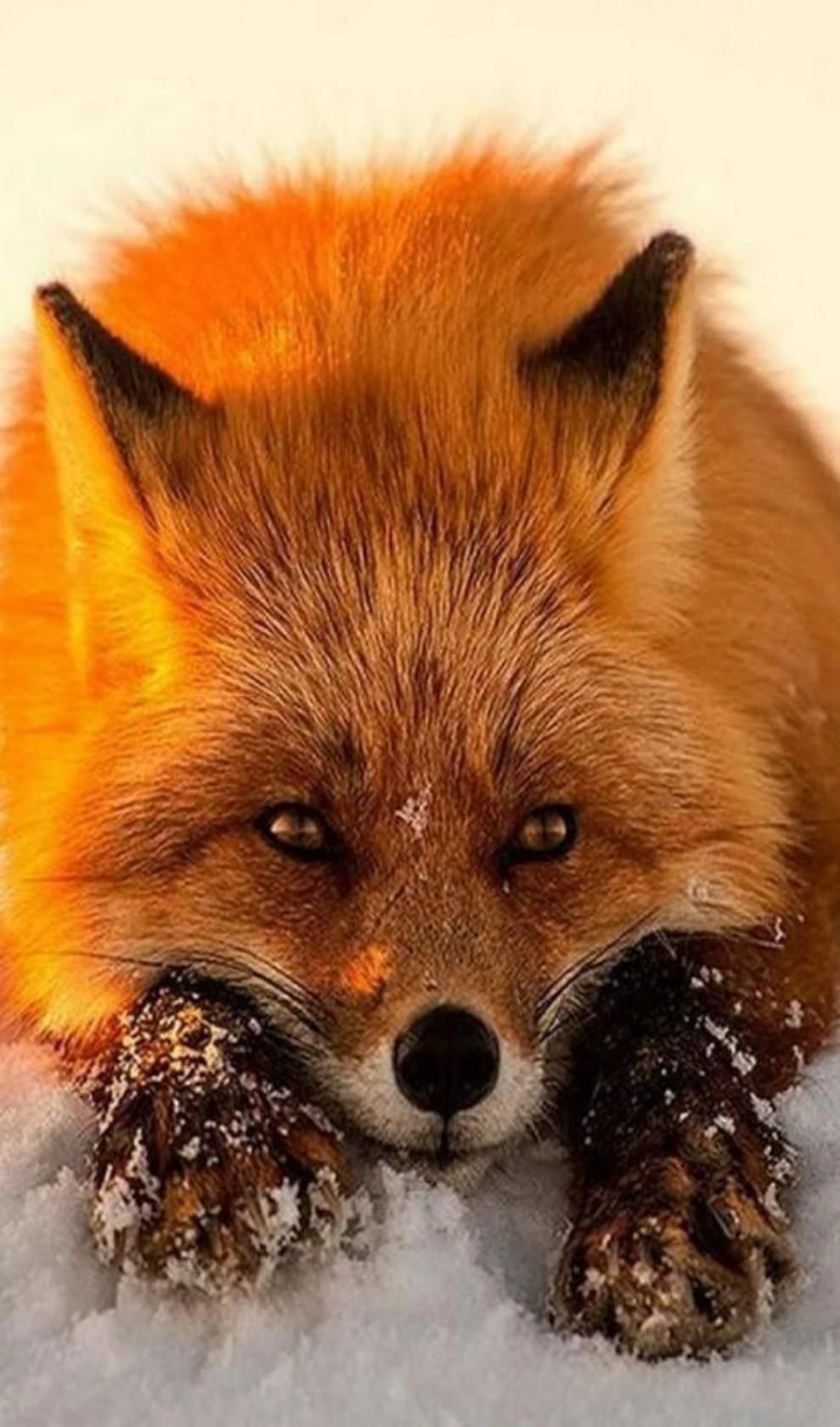 Фото лисы рыжей на аватарку