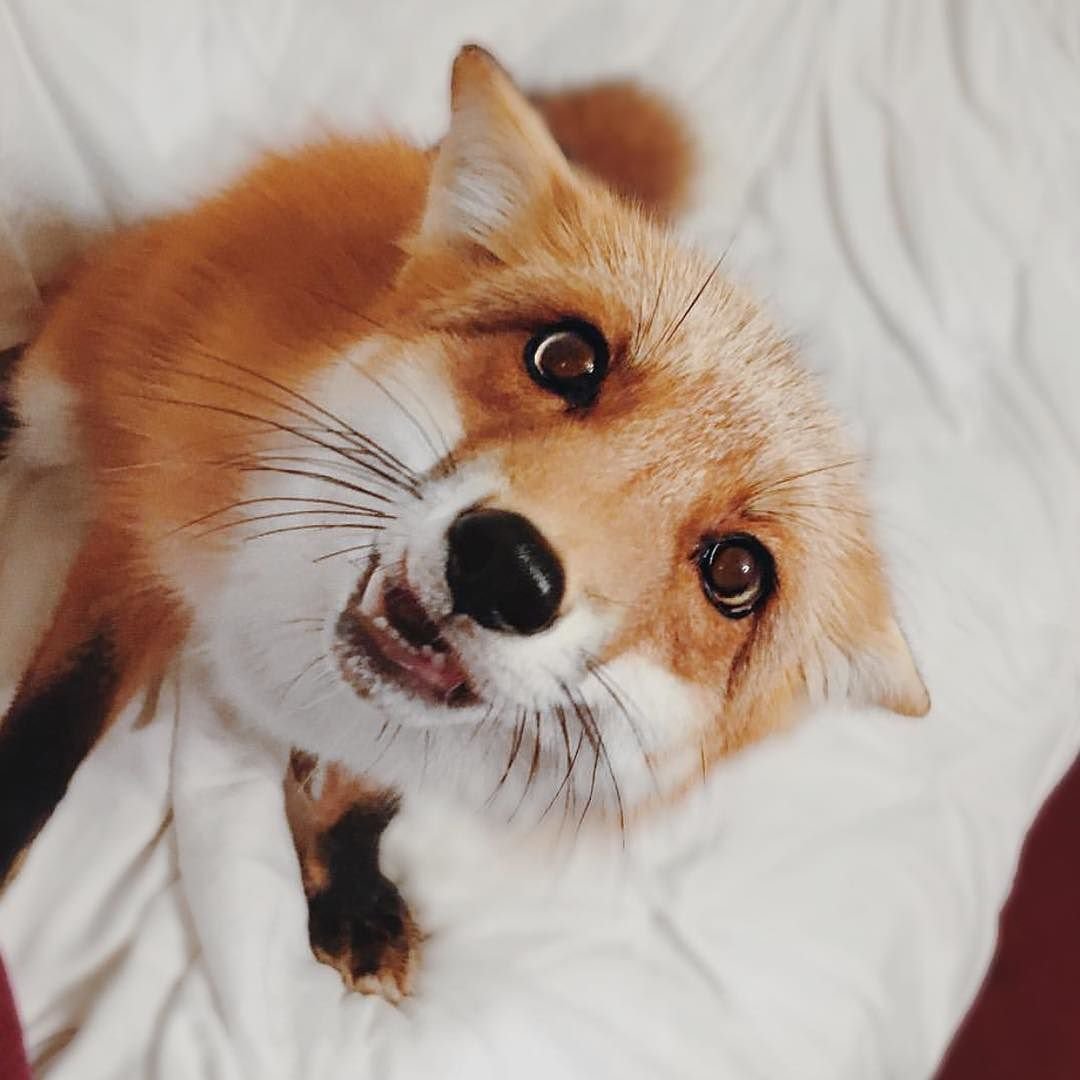 Зима снег лиса