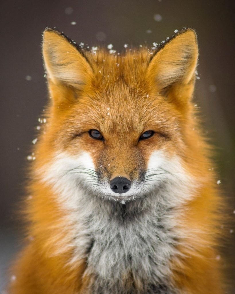 Обыкновенная лисица (рыжая лисица)