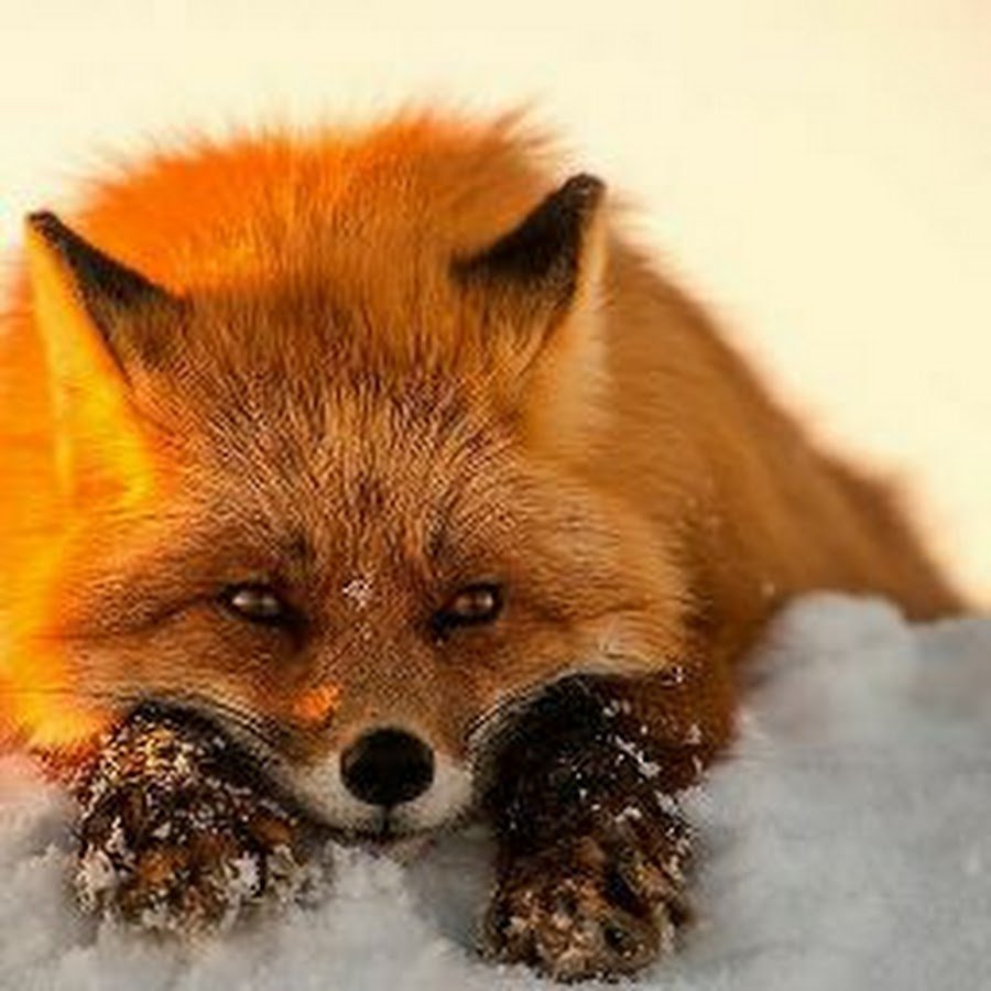 Рыжая лисичка картинки