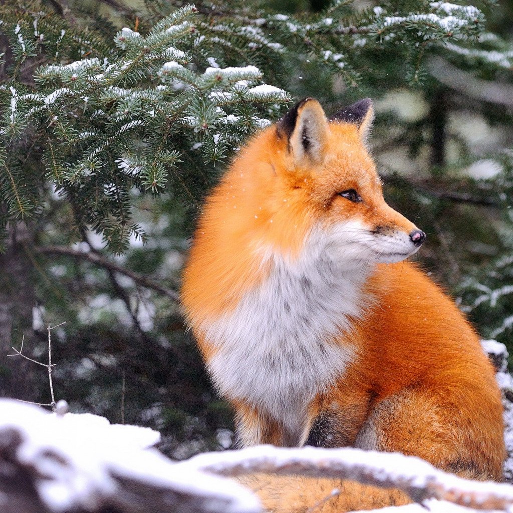 Лесенок в новогодней шапке