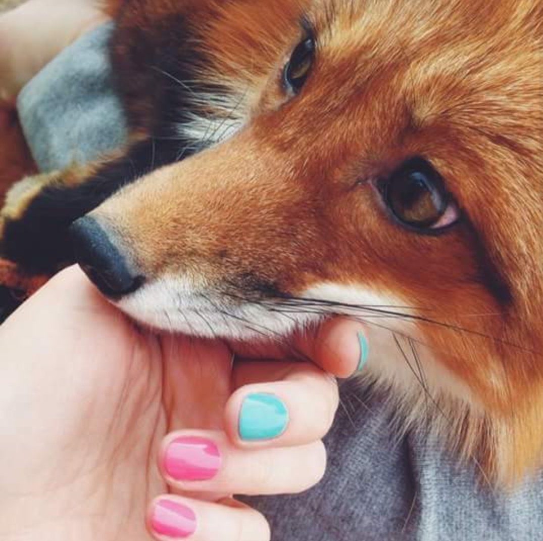 Лисенок утро