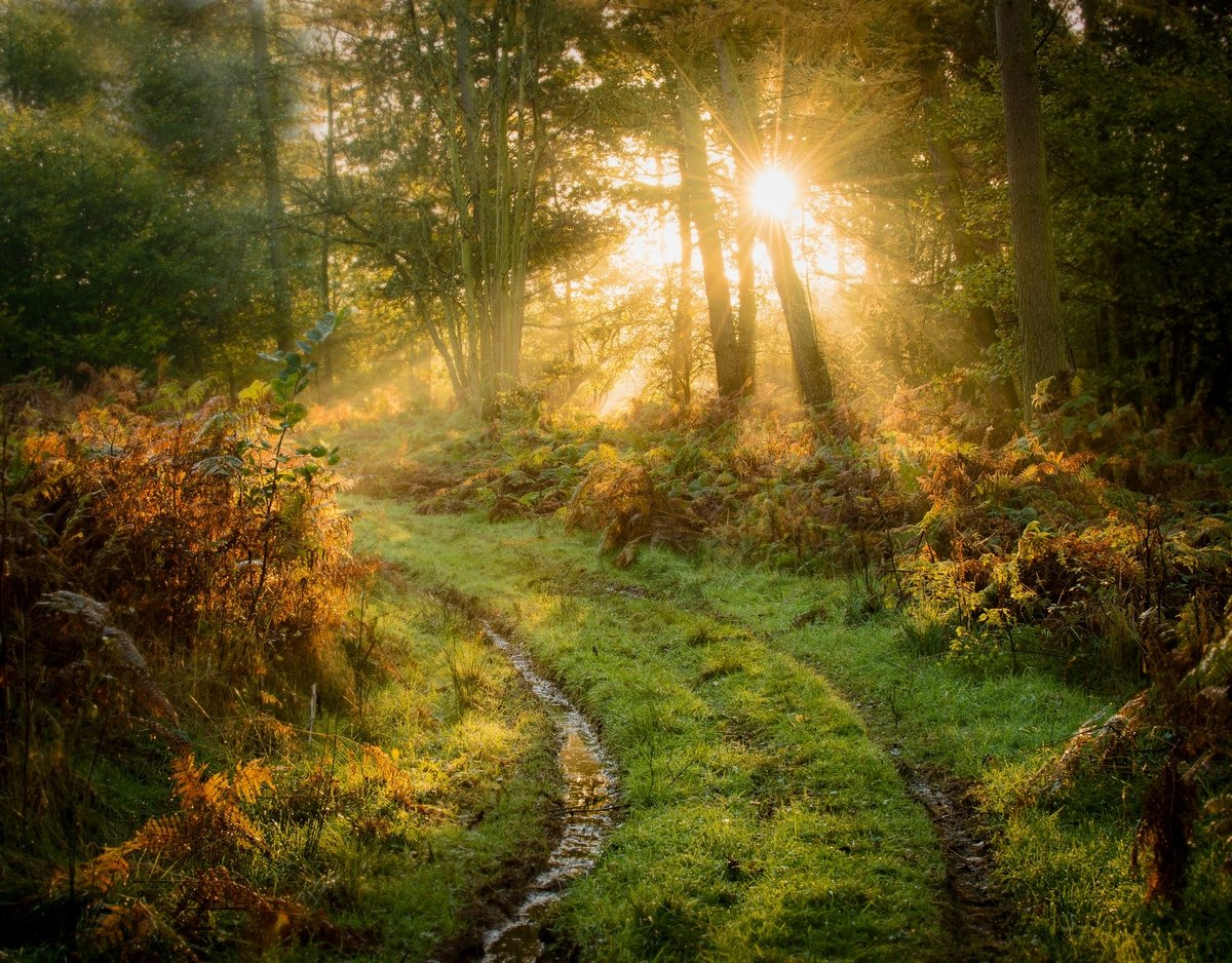 Лучи солнца в лесу
