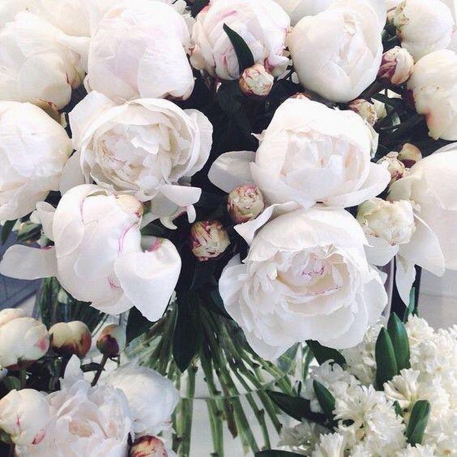 Нюдовые пионы