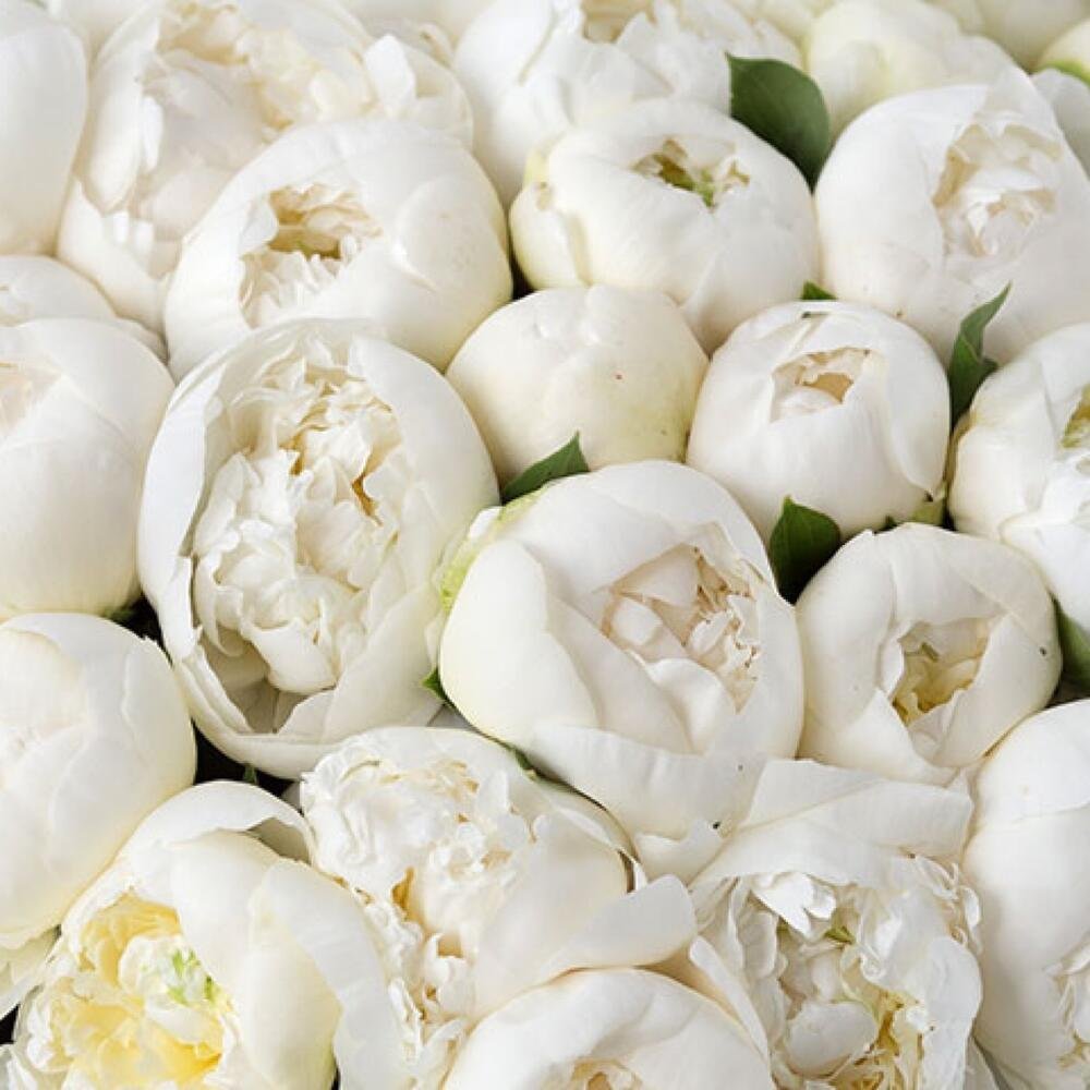 Пионы белые много