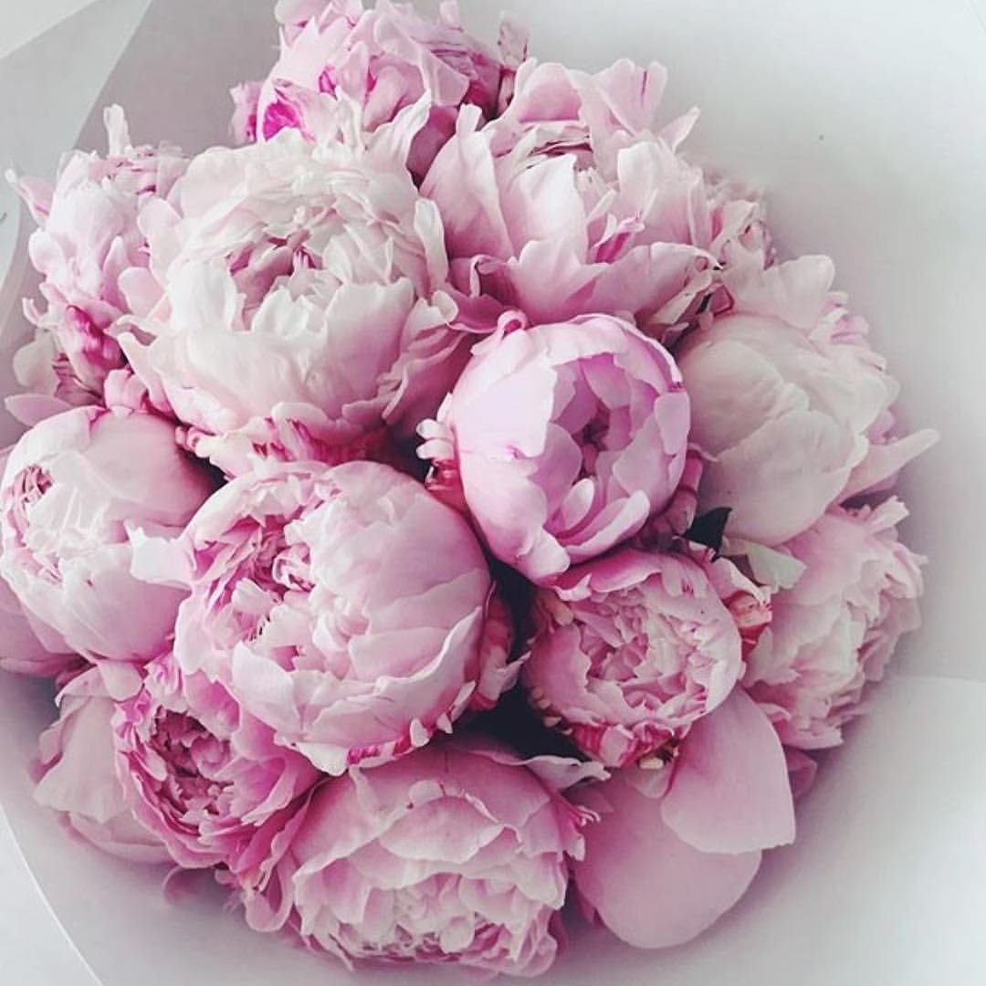 Пионы баннер