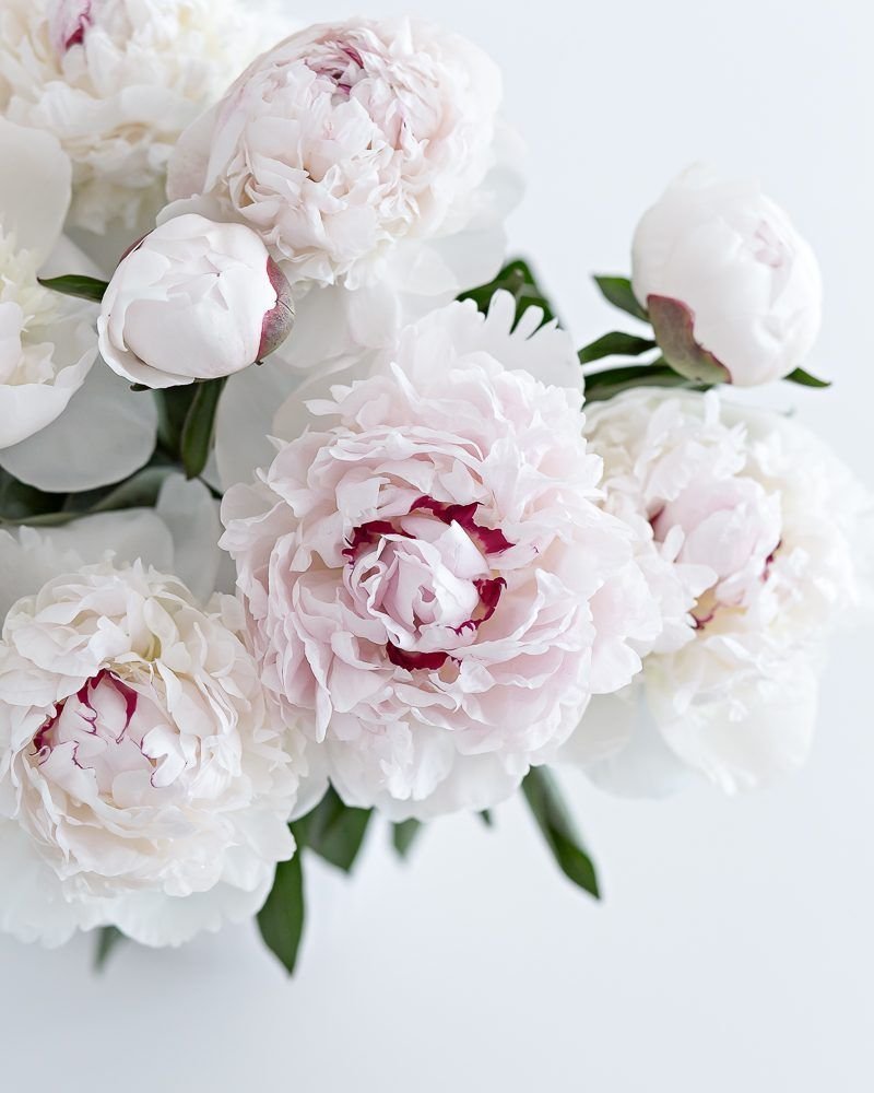 Букет белых пионов