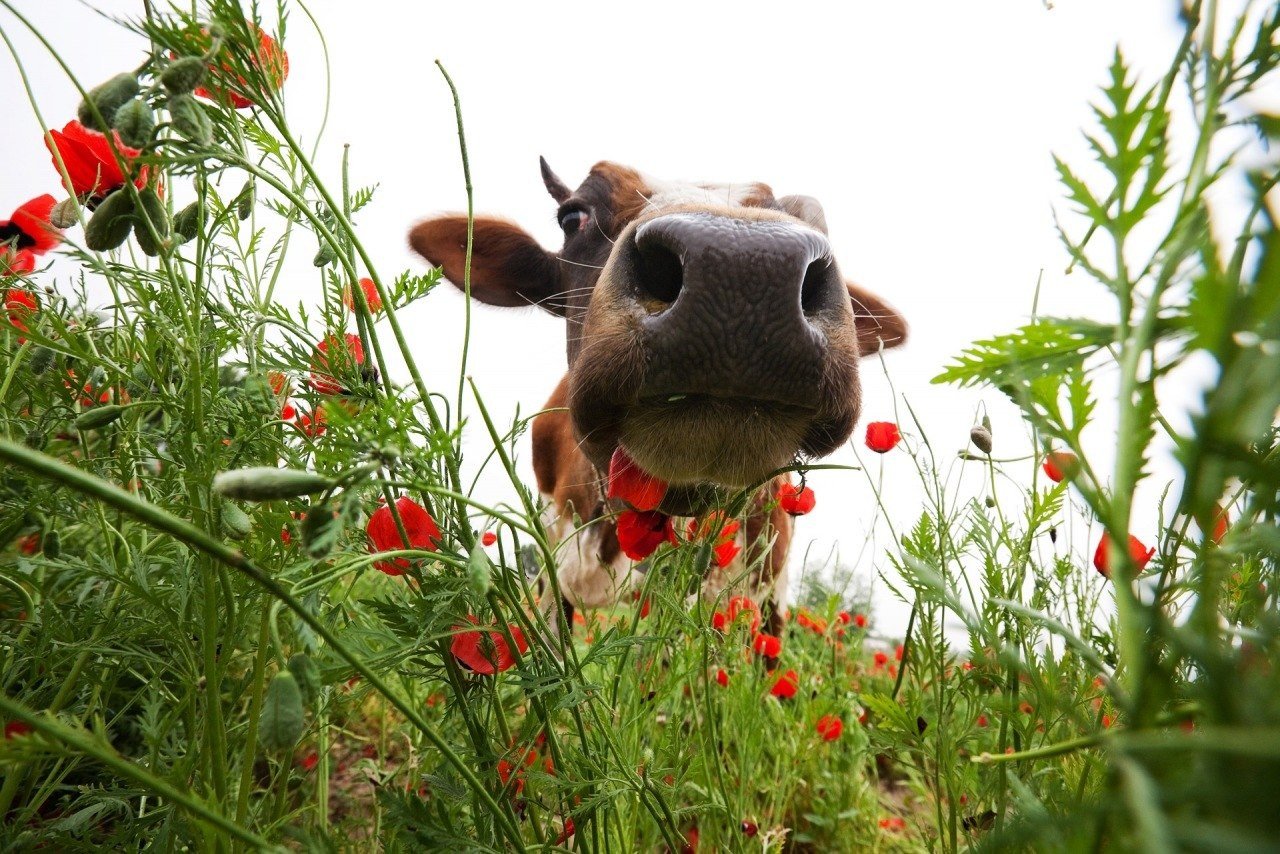Как делает коровка. Корова в цветах. Красивая корова. Милые коровки. Корова с цветами.
