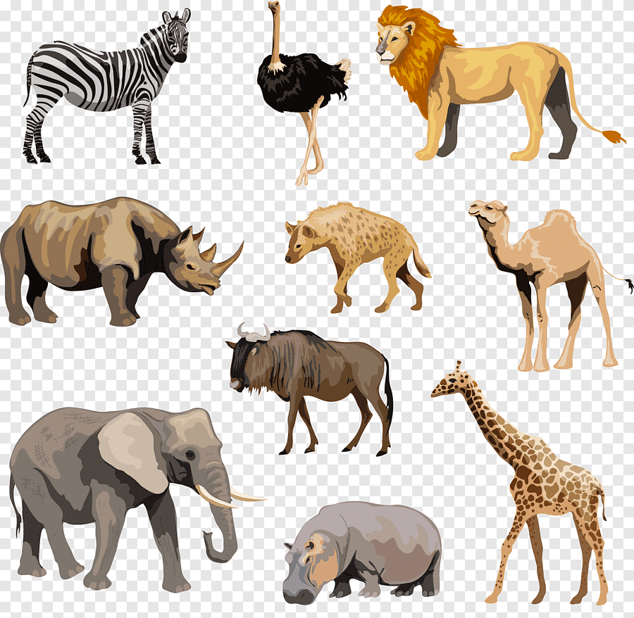 Дикие звери Африки для дошкольников