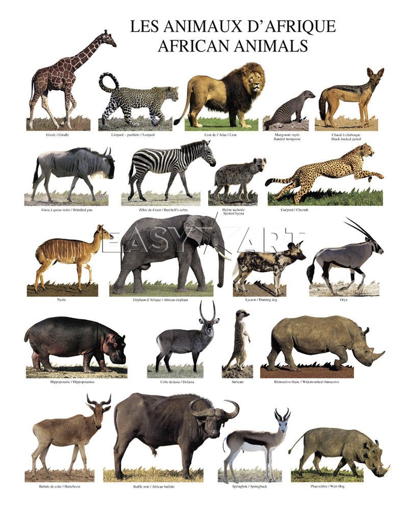 Названия животных Африки