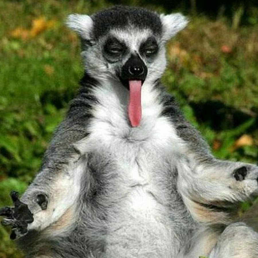 Я збагоен лемур