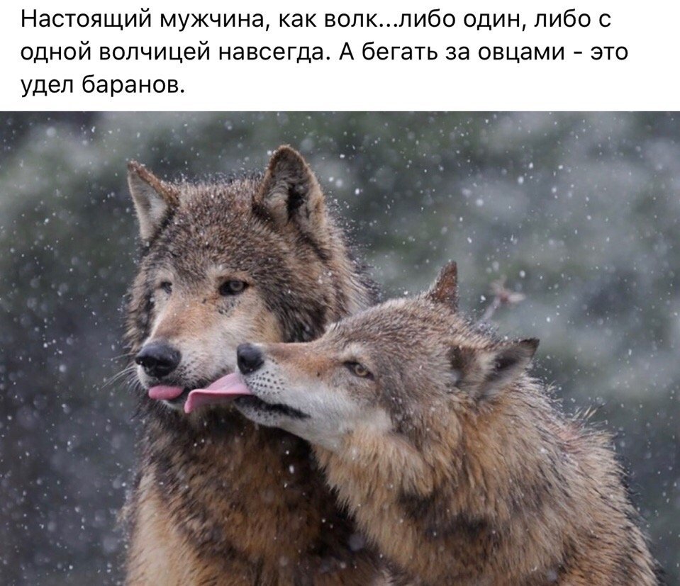 Верность Волков