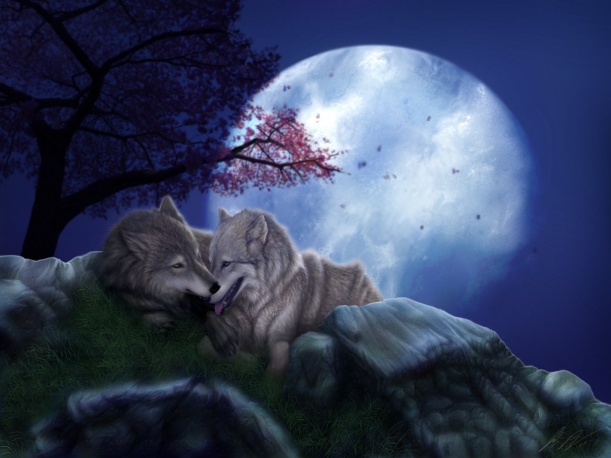 Спокойной ночи волк